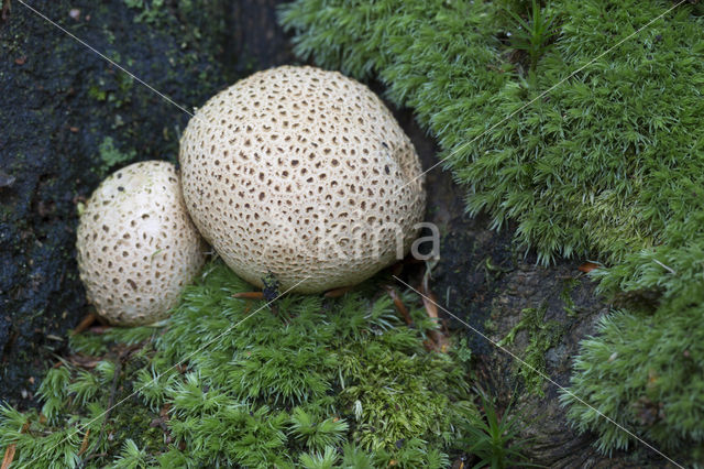 Common Earthball (Scleroderma citrinum)