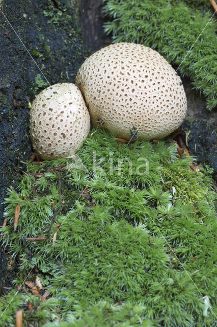 Common Earthball (Scleroderma citrinum)