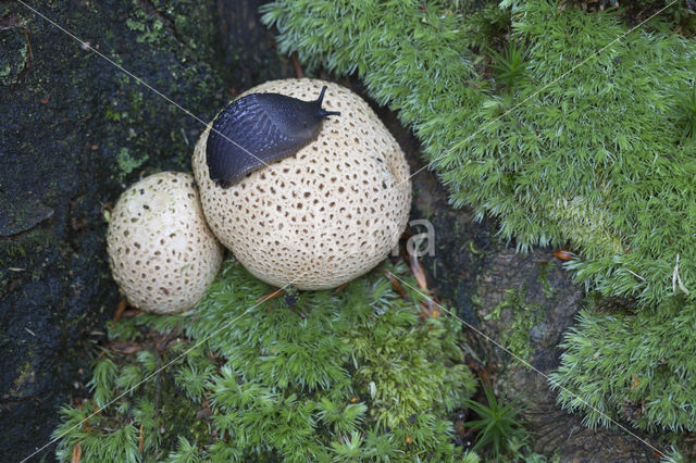 Common Earthball (Scleroderma citrinum)