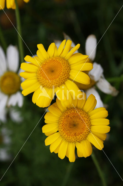 Gele ganzenbloem (Chrysanthemum segetum)