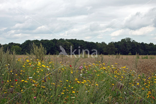 Corn Marigold (Chrysanthemum segetum)