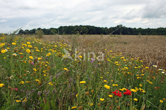 Corn Marigold (Chrysanthemum segetum)