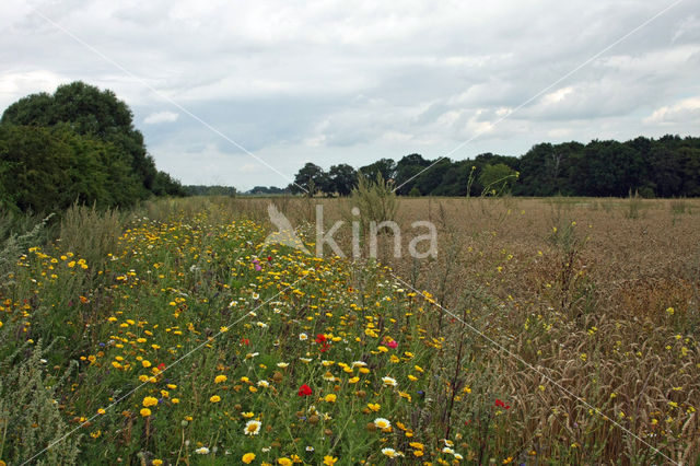 Corn Marigold (Chrysanthemum segetum)