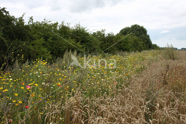 Corn Marigold (Chrysanthemum segetum)