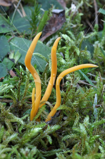 Yellow club (Clavulinopsis helveola)