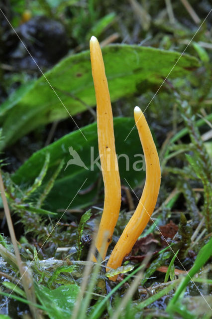 Gele knotszwam (Clavulinopsis helveola)