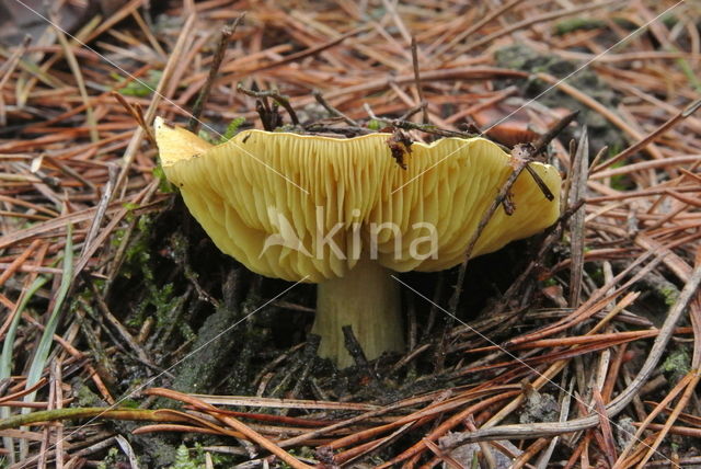 Yellow Knight (Tricholoma equestre)