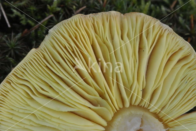 Gele ridderzwam (Tricholoma equestre)