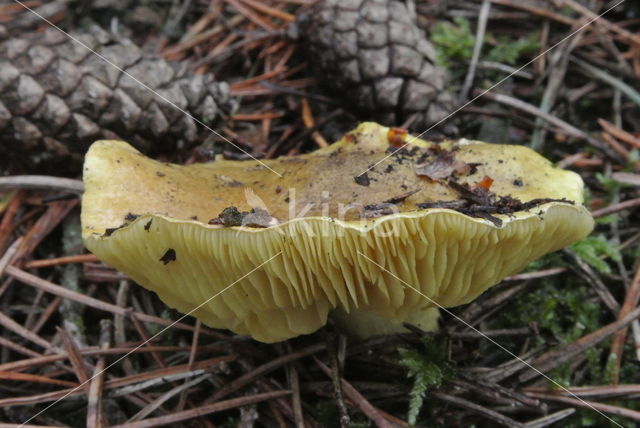 Yellow Knight (Tricholoma equestre)