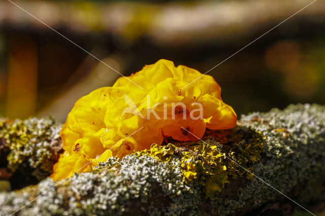 Yellow brain (Tremella mesenterica)