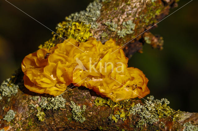 Yellow brain (Tremella mesenterica)