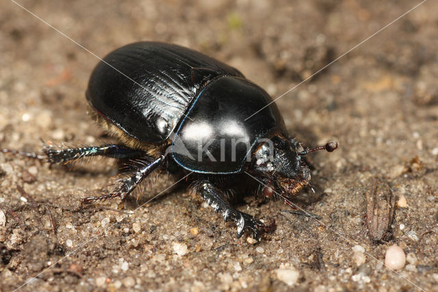 Geotrupes niger