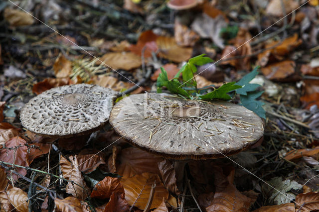 Geschubde parasolzwam (Lepiota spec)