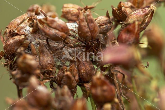 Sint-janskruiduil (Chloantha hyperici)