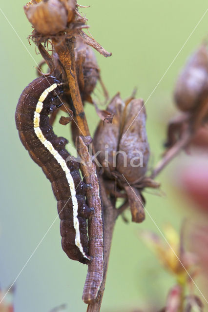 Chloantha hyperici