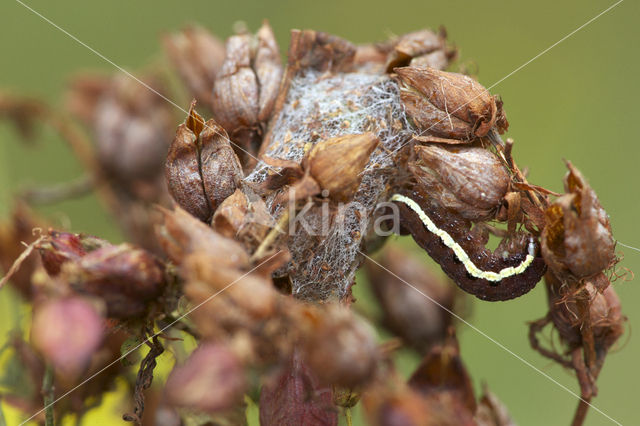 Sint-janskruiduil (Chloantha hyperici)