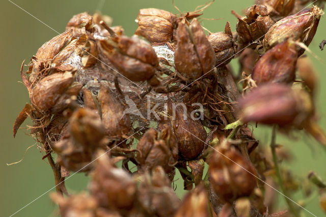 Sint-janskruiduil (Chloantha hyperici)