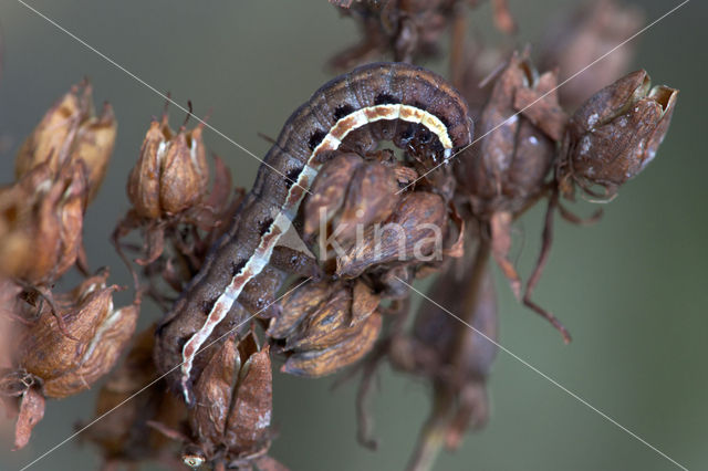 Sint-janskruiduil (Chloantha hyperici)