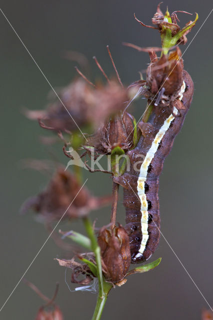 Sint-janskruiduil (Chloantha hyperici)