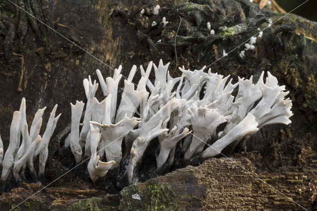Candle Snuff Fungus (Xylaria hypoxylon)