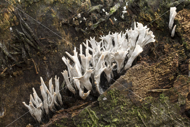 Candle Snuff Fungus (Xylaria hypoxylon)