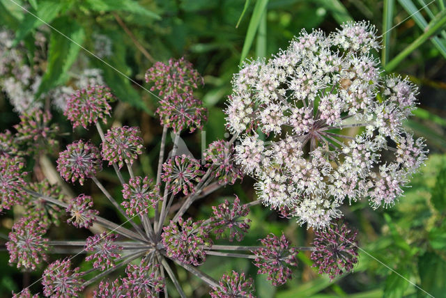Hogweed (Heracleum sphondylium)