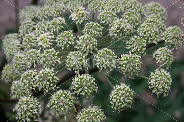 Hogweed (Heracleum sphondylium)