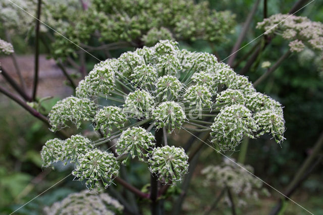 Hogweed (Heracleum sphondylium)