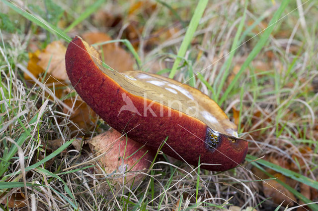 Bolete (Boletus erythropus)