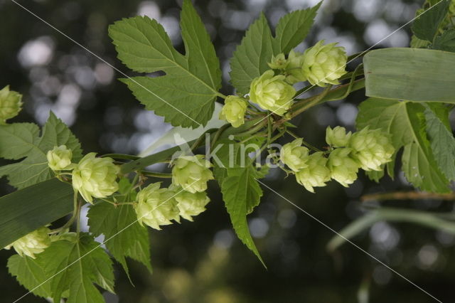 Gewone hop (Humulus lupulus)