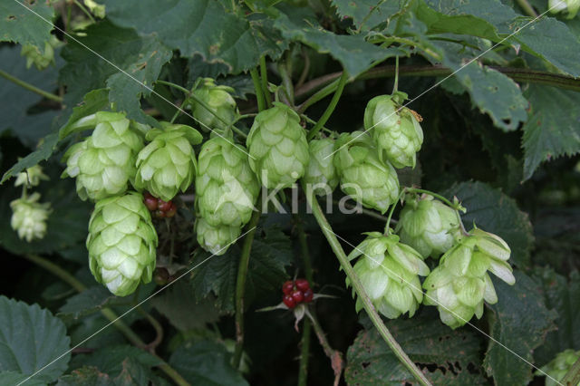 Common Hop (Humulus lupulus)