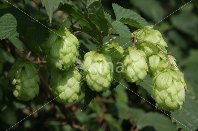 Gewone hop (Humulus lupulus)