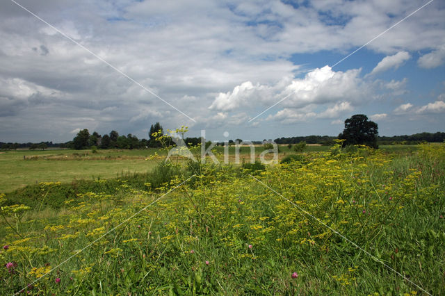 Wild Parsnip (Pastinaca sativa)