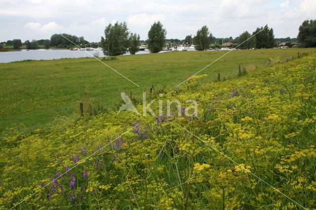 Wild Parsnip (Pastinaca sativa)