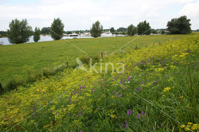 Wild Parsnip (Pastinaca sativa)