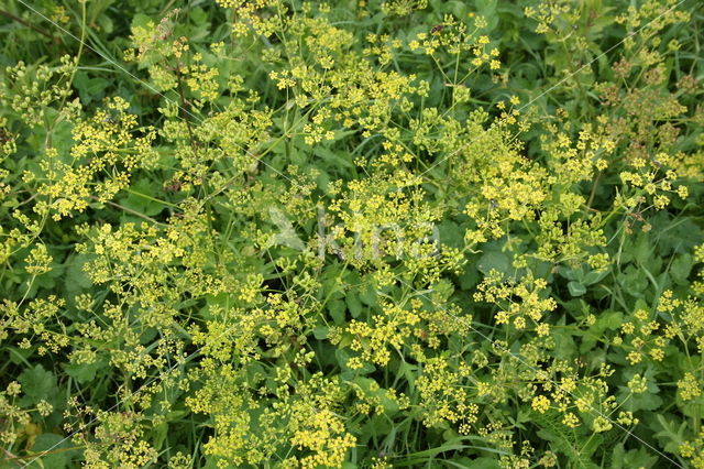 Wild Parsnip (Pastinaca sativa)