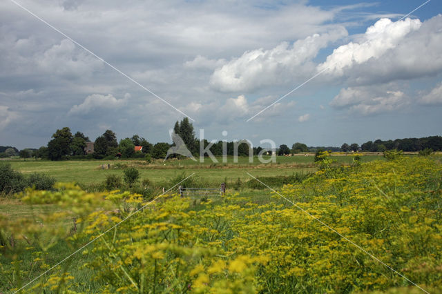 Wild Parsnip (Pastinaca sativa)