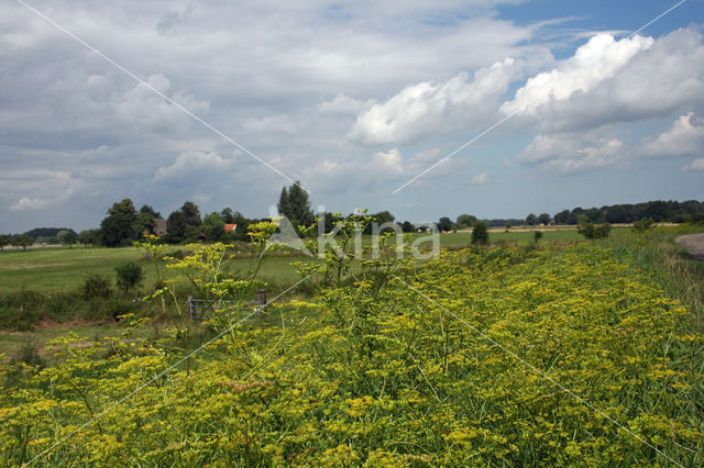 Wild Parsnip (Pastinaca sativa)