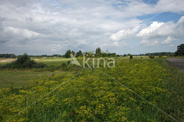 Wild Parsnip (Pastinaca sativa)