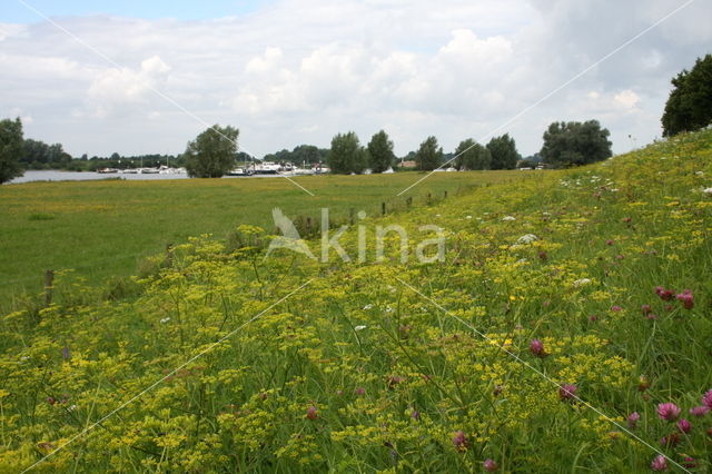 Wild Parsnip (Pastinaca sativa)