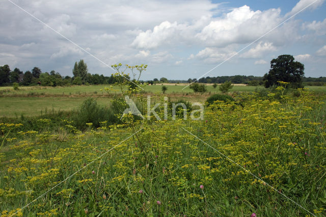 Wild Parsnip (Pastinaca sativa)