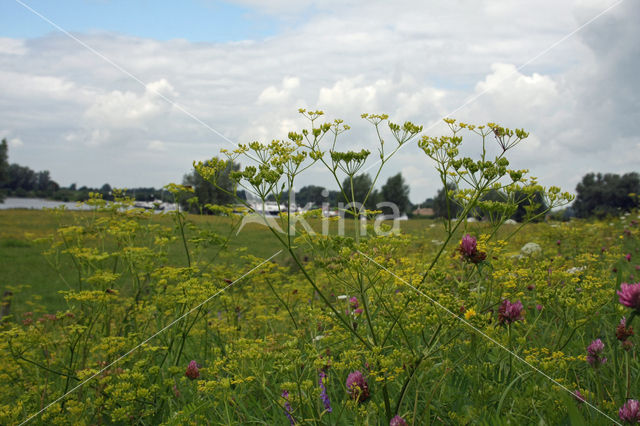 Wild Parsnip (Pastinaca sativa)