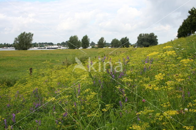 Wild Parsnip (Pastinaca sativa)