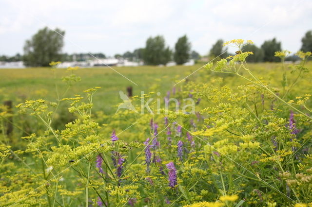 Wild Parsnip (Pastinaca sativa)