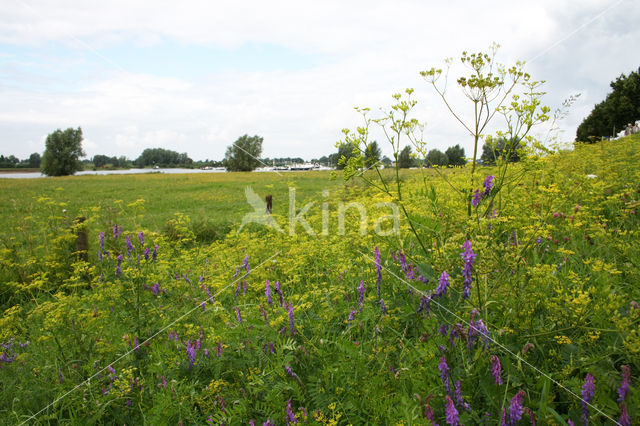 Wild Parsnip (Pastinaca sativa)