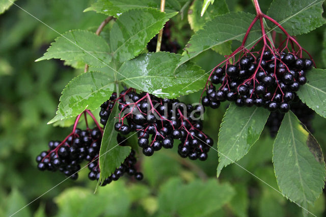 Gewone vlier (Sambucus nigra)