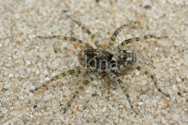 Arctosa perita
