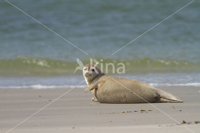 Gewone zeehond (Phoca vitulina)