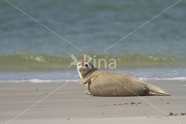 Common Seal (Phoca vitulina)