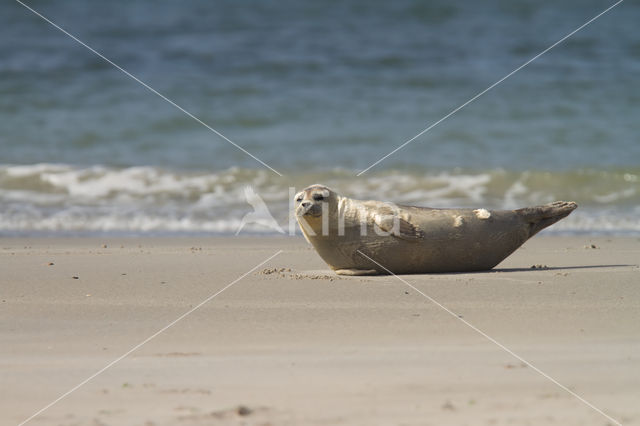 Common Seal (Phoca vitulina)